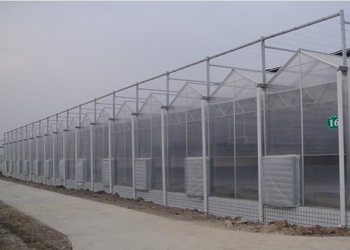 Corrosion Resistance Multi Span Greenhouse With Hydroponics System For Tomato